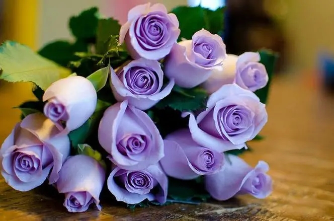 紫玫瑰代表什么