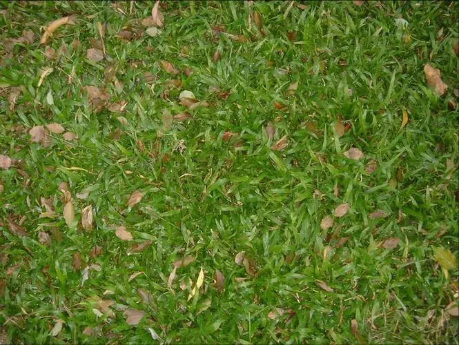 地毯草的图片5