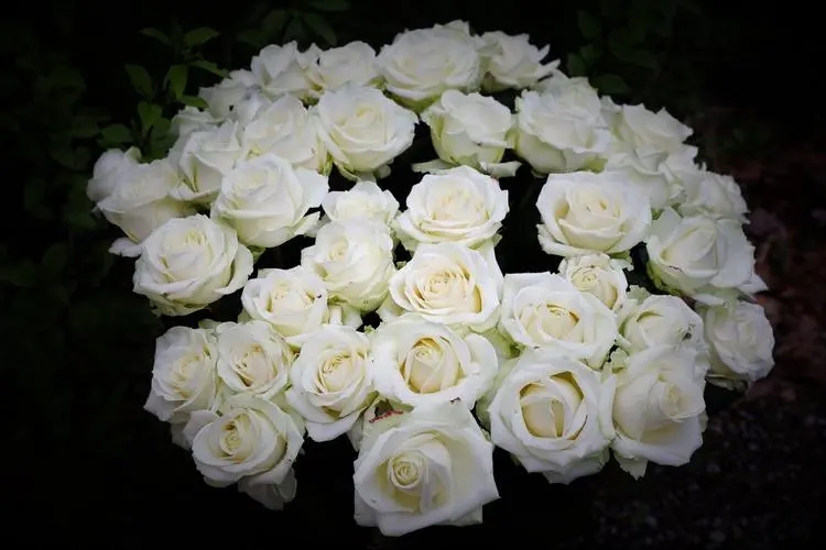 25朵玫瑰花语是什么，祝你幸福