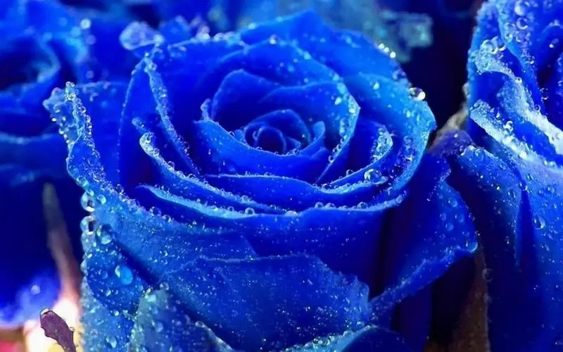 送蓝玫瑰代表什么意思