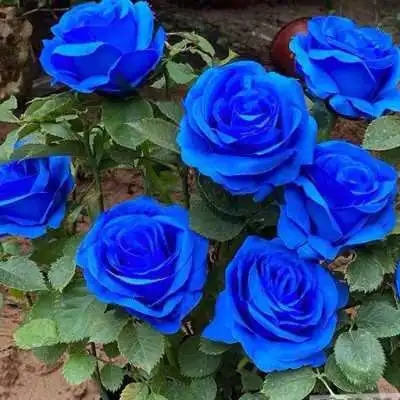 蓝玫瑰多少钱一枝