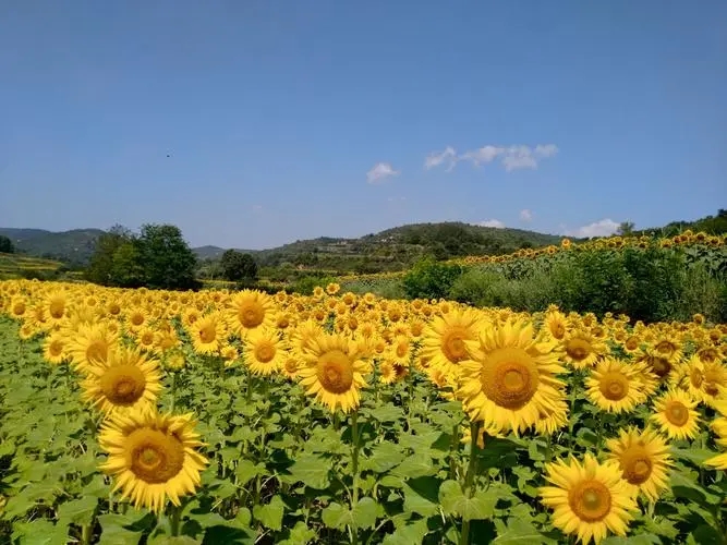 向日葵的花语是什么，代表给对方沉默而忠诚的恋慕