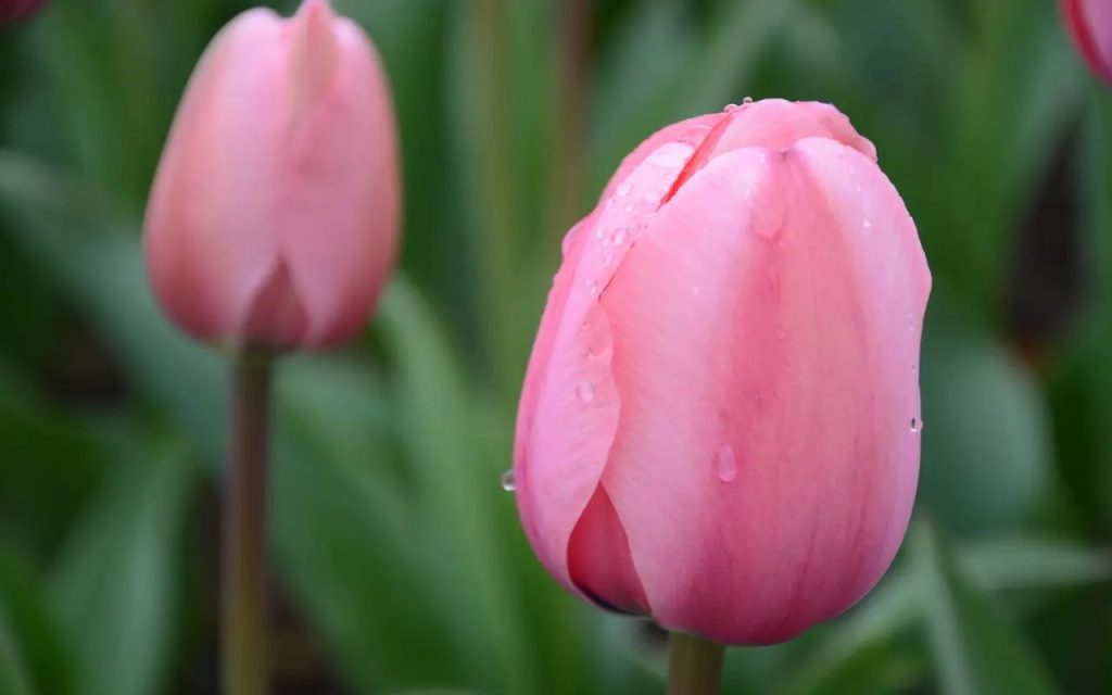 粉色郁金香的花语