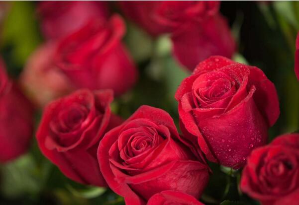 7朵玫瑰代表什么，偷偷爱着你
