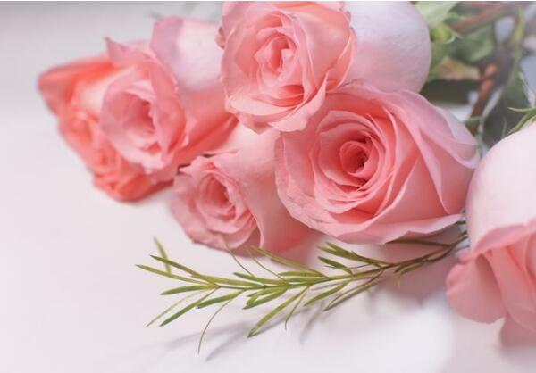25朵玫瑰花语是什么，祝你幸福