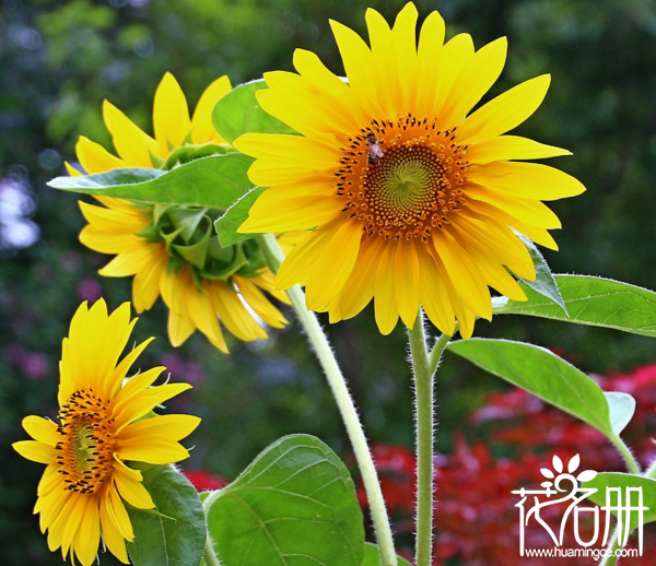 什么样的花适合在夏季养殖，荷花最为常见且普遍