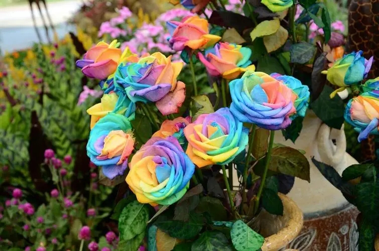 荷兰进口彩虹玫瑰和普通国产染色玫瑰的差别