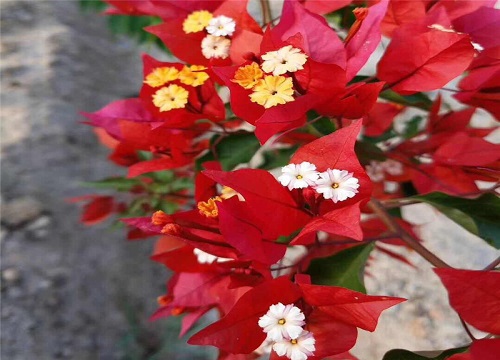 花叶红三角梅是勤花吗