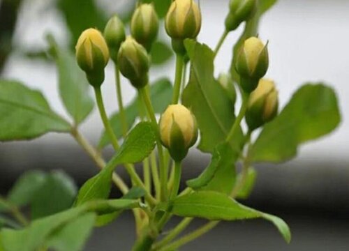 黄木香的养殖方法和注意事项