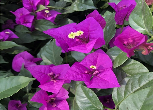 巴西紫三角梅勤花吗