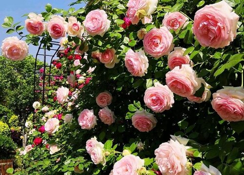 爬藤蔷薇花的养殖方法和注意事项