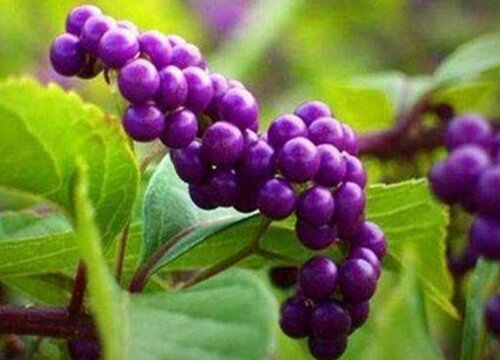 紫珠的养殖方法和注意事项