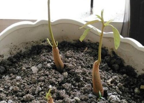 榴莲盆栽种植方法与技巧