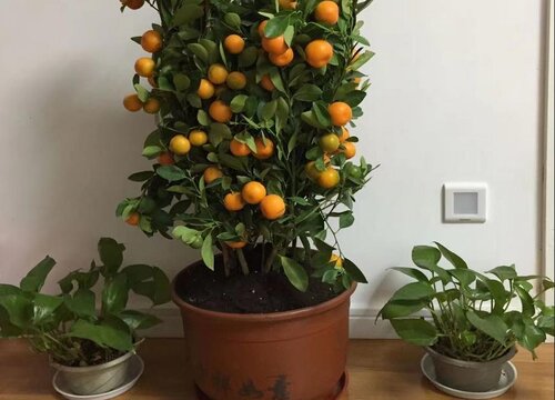橘子树盆栽的养殖方法和注意事项