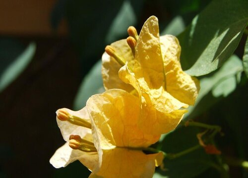 暗斑柠檬黄三角梅勤花吗