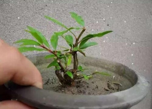 石榴树可以扦插繁殖吗
