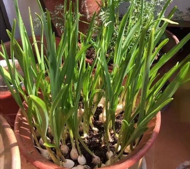 大蒜盆栽种植方法