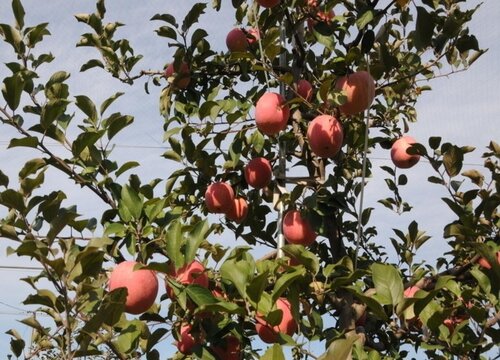 苹果树什么时候移栽最好