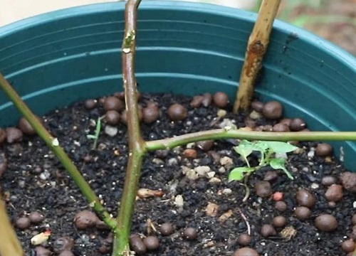 盆栽百香果的养殖方法和注意事项