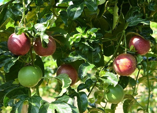 盆栽百香果的养殖方法和注意事项