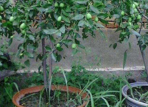 枣子核怎么种盆栽