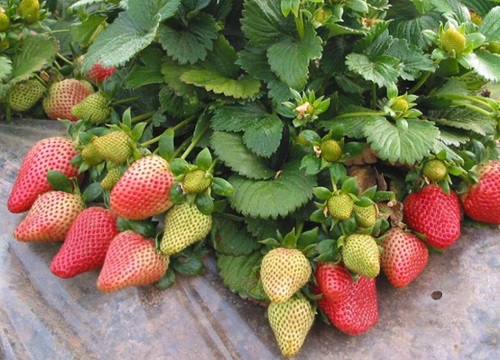 种草莓用什么土最好