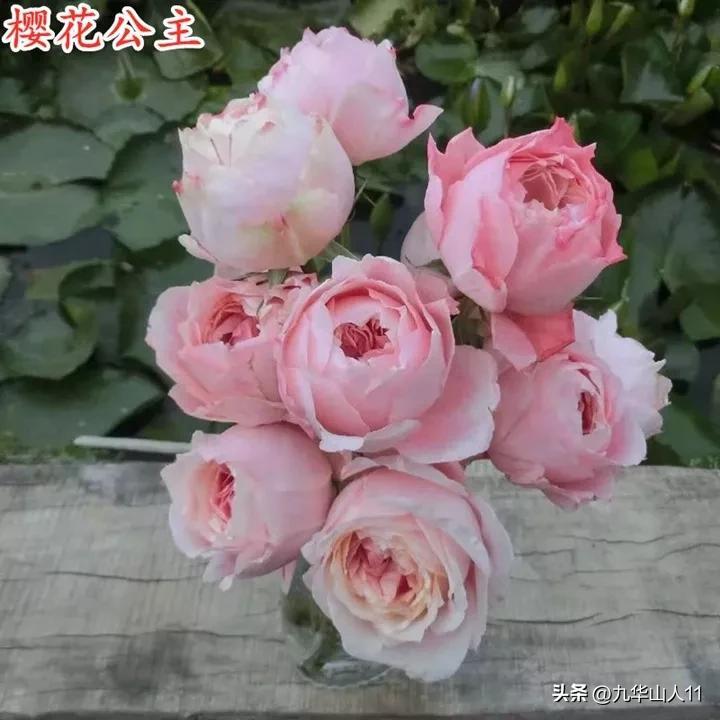 樱花公主月季的优缺点