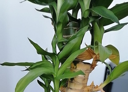 水培荷花竹的养殖方法和注意事项