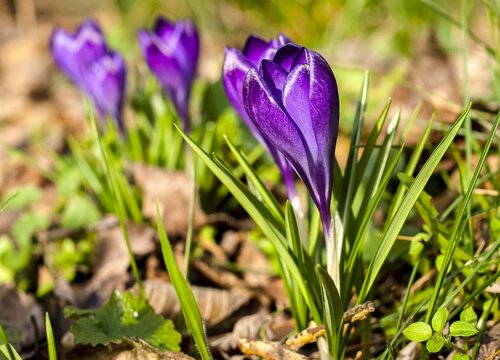 藏红花种植技术与栽培管理（藏红花种植条件及环境详解）