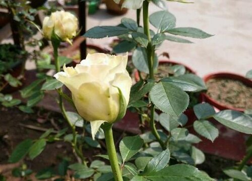 玫瑰花与月季花哪种好养活（月季花玫瑰花养殖方法的区别）