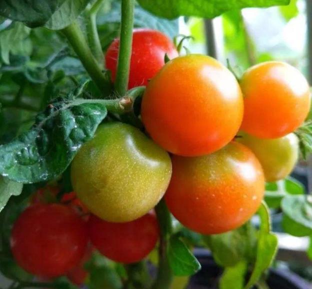 阳台种西红柿怎样结得又多又大（矮生番茄怎么在阳台上种植）