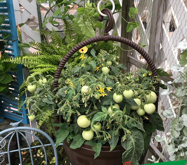 阳台种西红柿怎样结得又多又大（矮生番茄怎么在阳台上种植）