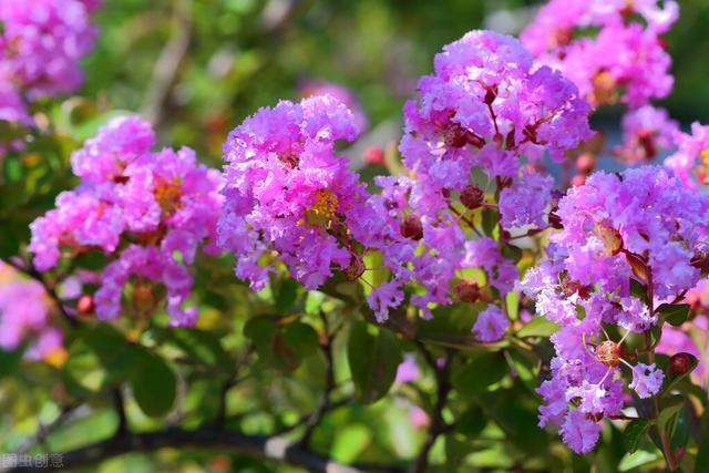 紫藤怎么催花及促花方法（紫薇花怎么养护才开花）