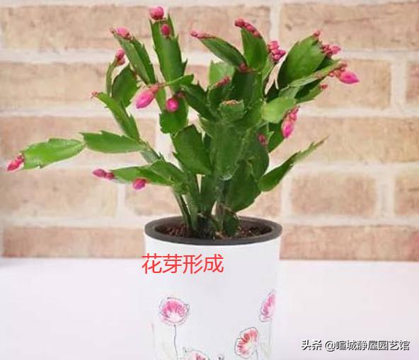 蟹爪兰花谢了以后怎样才能再开花（开花后怎么处理能复花）