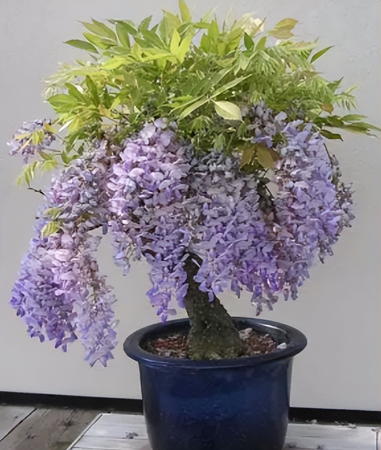 紫藤花养在室内怎么养殖开花多（如何养出漂亮的紫藤花）