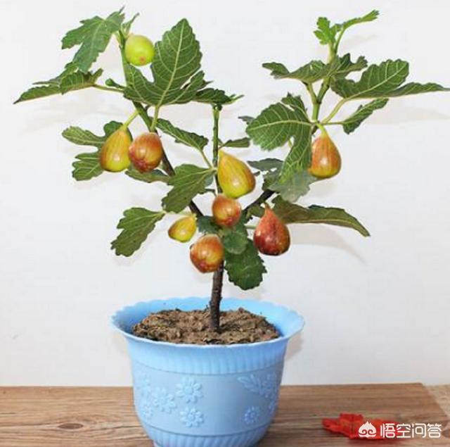 室内种植无花果冬季能结果吗（无花果盆栽冬季养护方法）