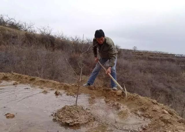 花椒树什么时候浇水合适（移栽花椒树一年浇几次水最好）