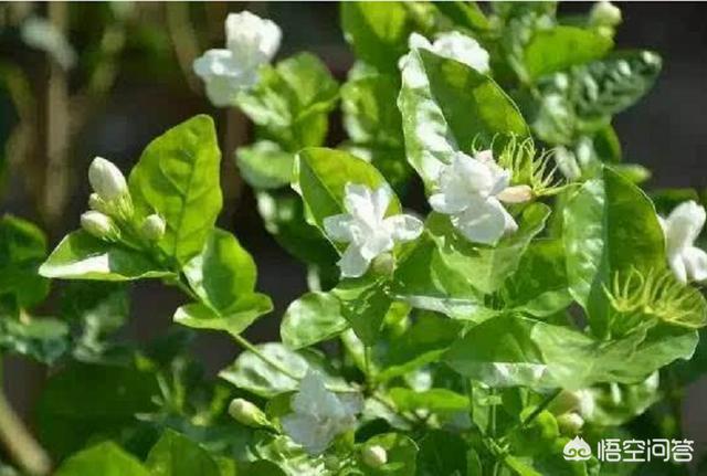 茉莉花的养护技巧和管理方法（家庭日常养护茉莉花技术）