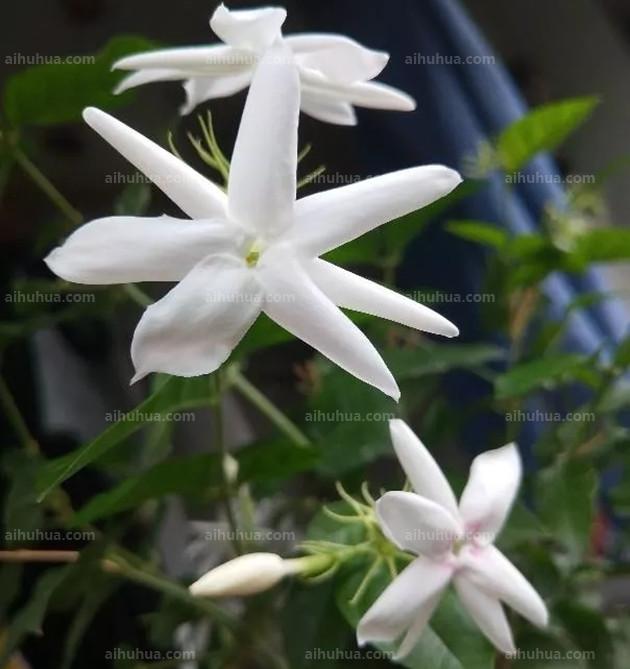 6种植物号称是香水花，养一盆满屋香气！