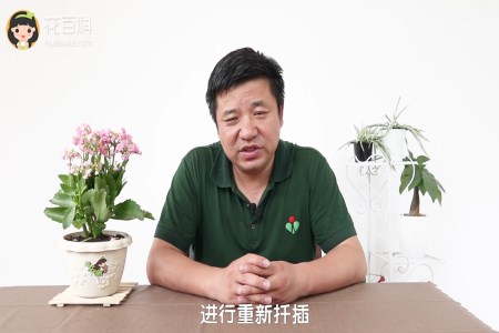 长寿花