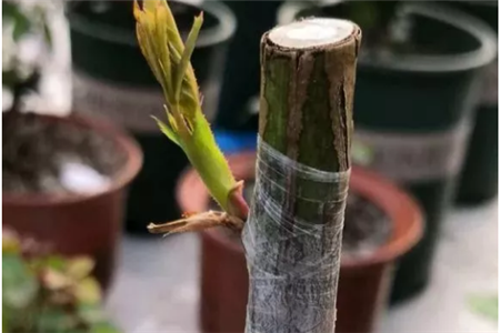 月季接芽成功