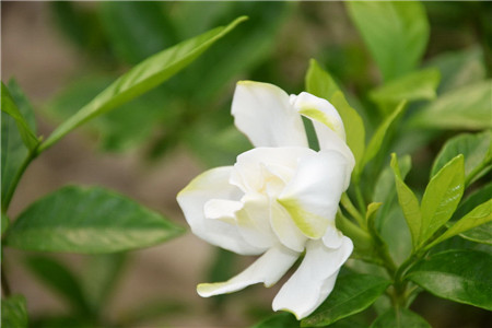 美丽的栀子花