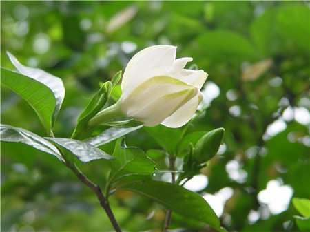 栀子花地栽