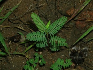 豆茶决明