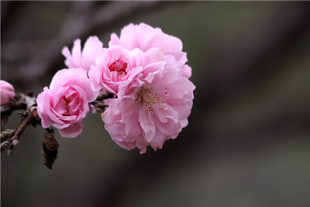 绯桃的花朵