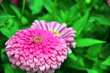 百日菊的花朵