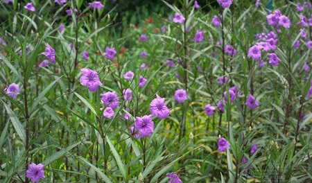 翠芦莉植株