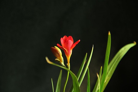 香雪兰植株