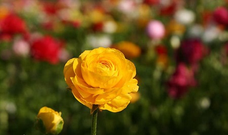 花毛莨植株