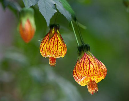 金铃花植株